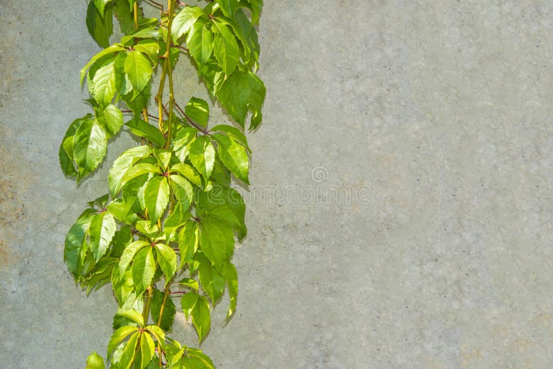 Texture grise de mur avec la plante verte du côté gauche image stock Texture grise de mur avec la plante verte du côté gauche image stock