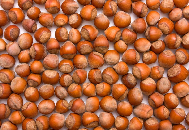 Texture of hazelnuts stock image. Image of heap, autumn 11930599