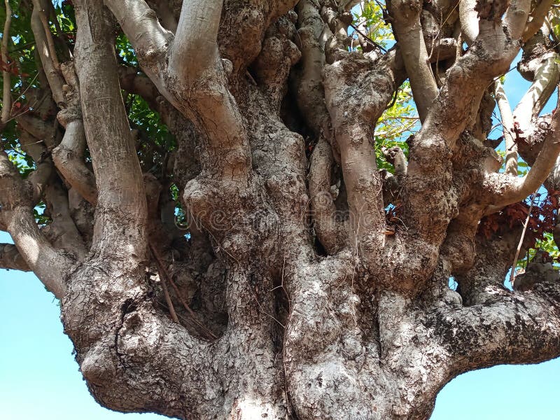 Texture of Immense and Dramatic Tree Trunk, Suitable for Background Use royalty free stock photos