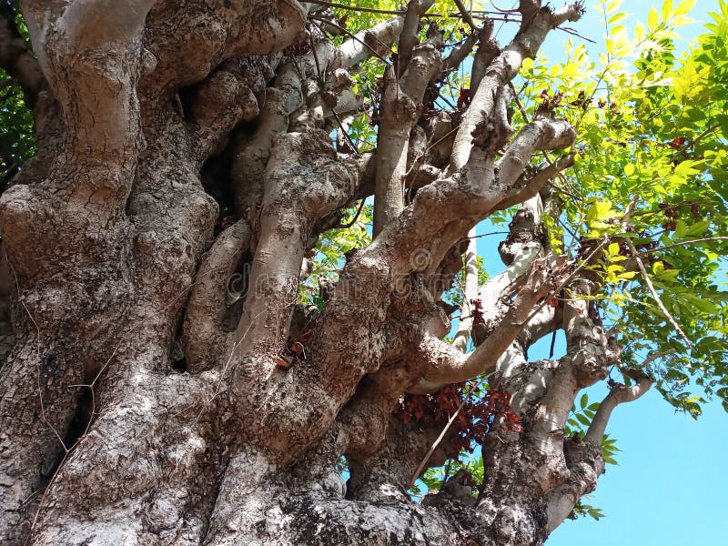 Texture of Immense and Dramatic Tree Trunk, Suitable for Background Use stock photos