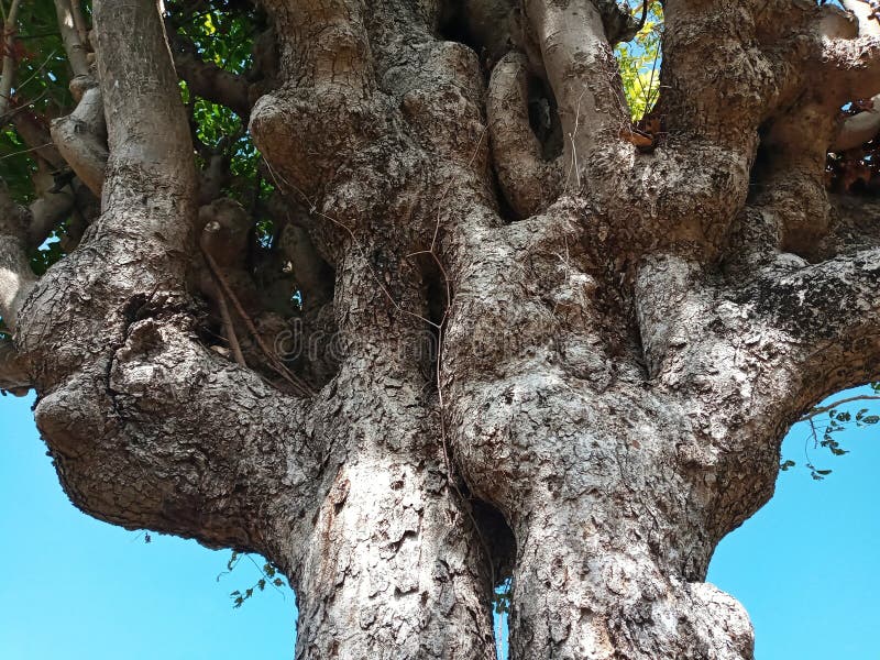Texture of Immense and Dramatic Tree Trunk, Suitable for Background Use royalty free stock image