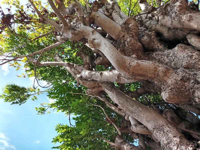 Texture of Immense and Dramatic Tree Trunk, Suitable for Background Use royalty free stock photography