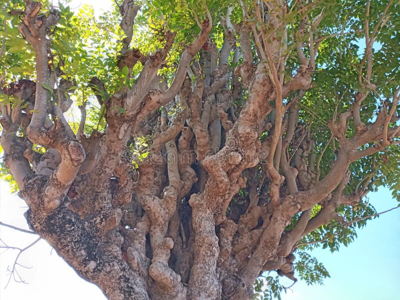 Texture of Immense and Dramatic Tree Trunk, Suitable for Background Use stock photo