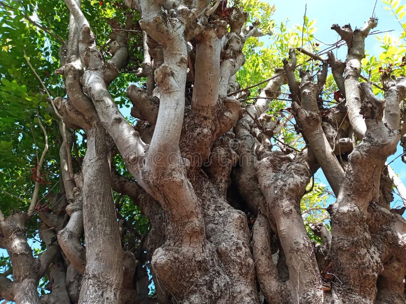 Texture of Immense and Dramatic Tree Trunk, Suitable for Background Use royalty free stock images