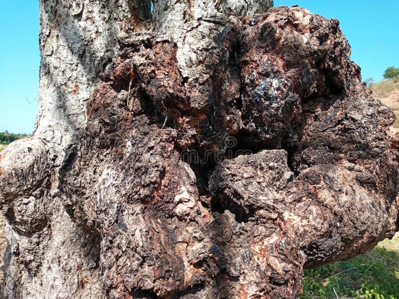 Texture of Immense and Dramatic Tree Trunk, Suitable for Background Use stock images