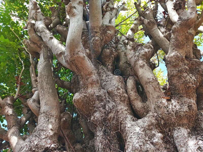 Texture of Immense and Dramatic Tree Trunk, Suitable for Background Use royalty free stock photography