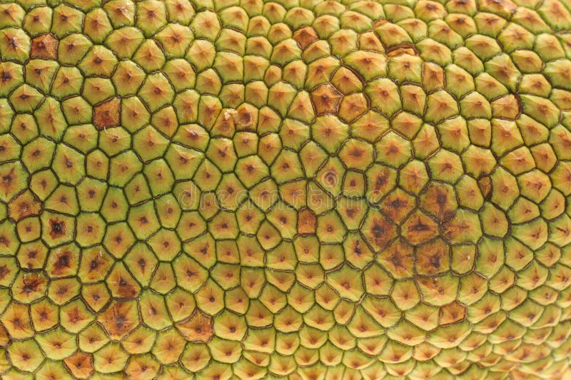 Texture of Jackfruit Skin stock image. Image of yellow 27760229