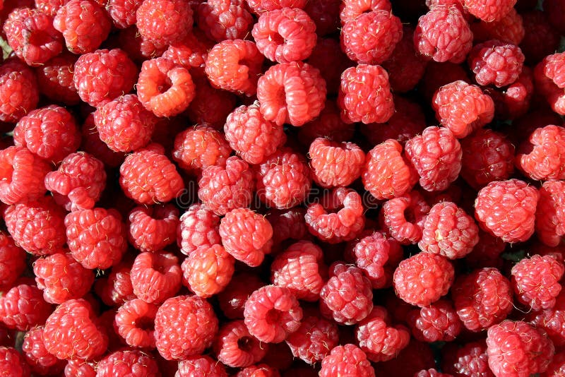Texture juicy, ripe, red, berry, raspberries under a sunbeam. Red, raspberry, berry, texture, agriculture, antioxidant, background, berries, backdrop, close stock photography Texture juicy, ripe, red, berry, raspberries under a sunbeam. Red, raspberry, berry, texture, agriculture, antioxidant, background, berries, backdrop, close stock photography