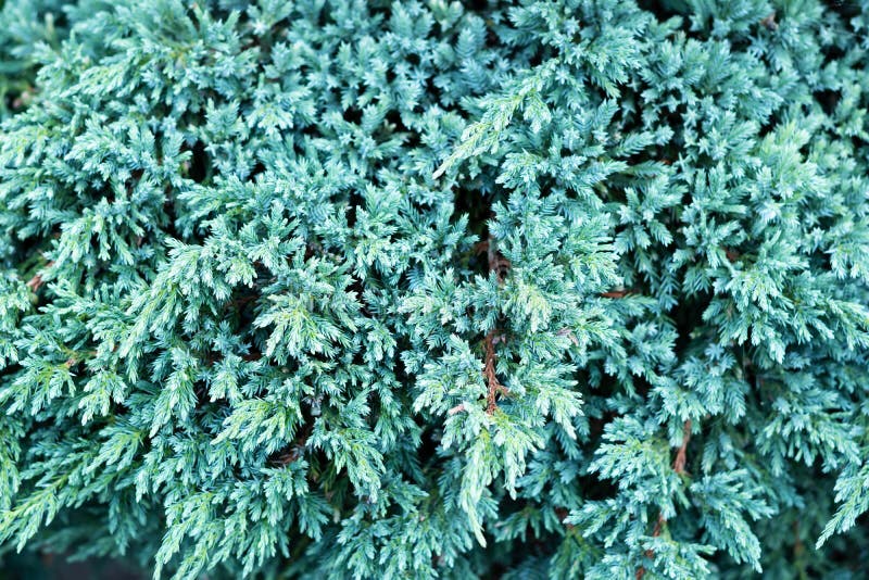 Texture of Juniperus Squamata Blue Star. Blue Carpet Juniper Plant or