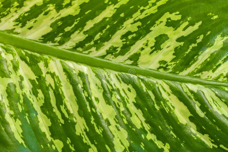 Texture Of A Large Tropical Green Leaf With Yellow Spots. Stock Photo
