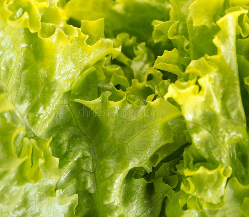 Close Up Lettuce Background Texture Stock Photo - Image of white, diet ...