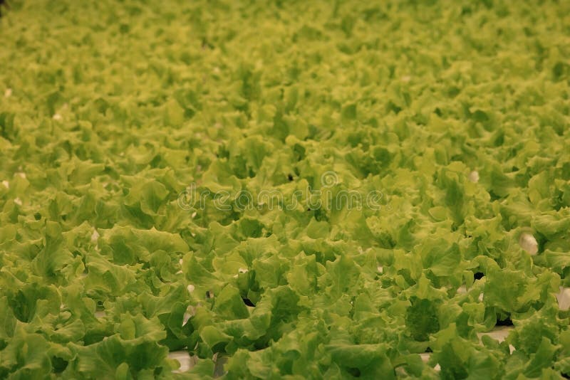 Texture of lettuce stock photo. Image of isolated, closeup 15013096