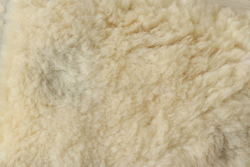 Texture of light lamb fur. stock photo. Image of brown 245611726