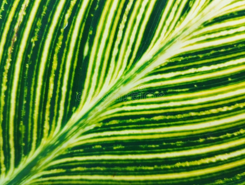 The texture of lines on leaves seen up close green leaf pattern canna lily abstract background photos libres de droits