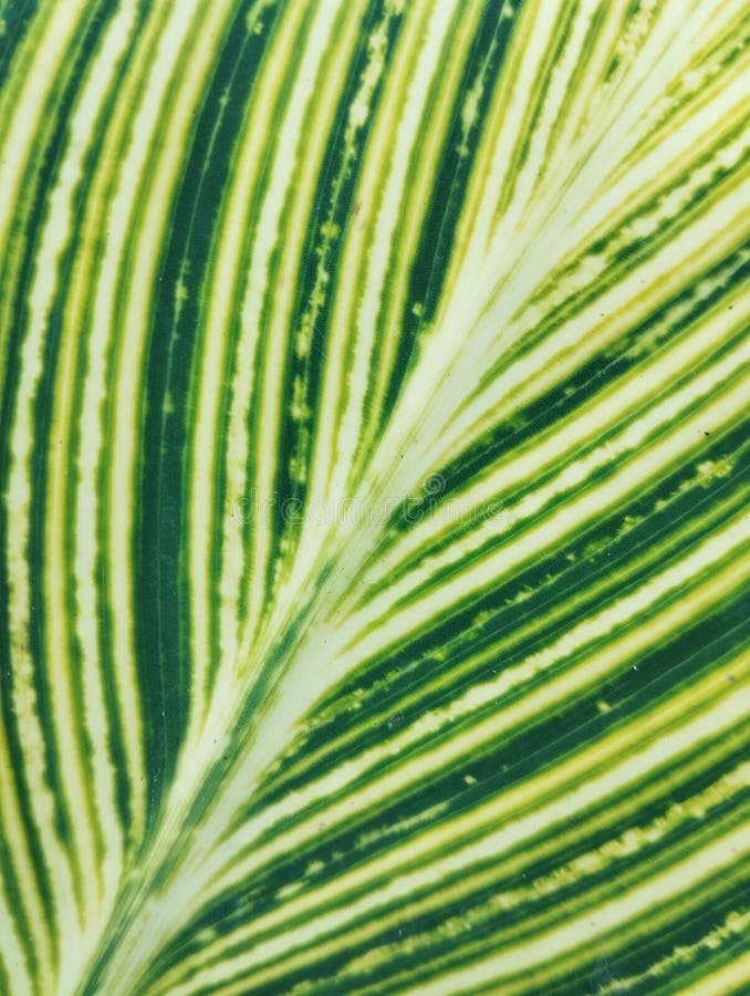 The texture of the lines on the leaves seen up close green leaf pattern of canna lily abstract background the texture of the lines image stock
