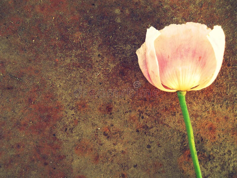 Texture Metal and Pink Flower Background