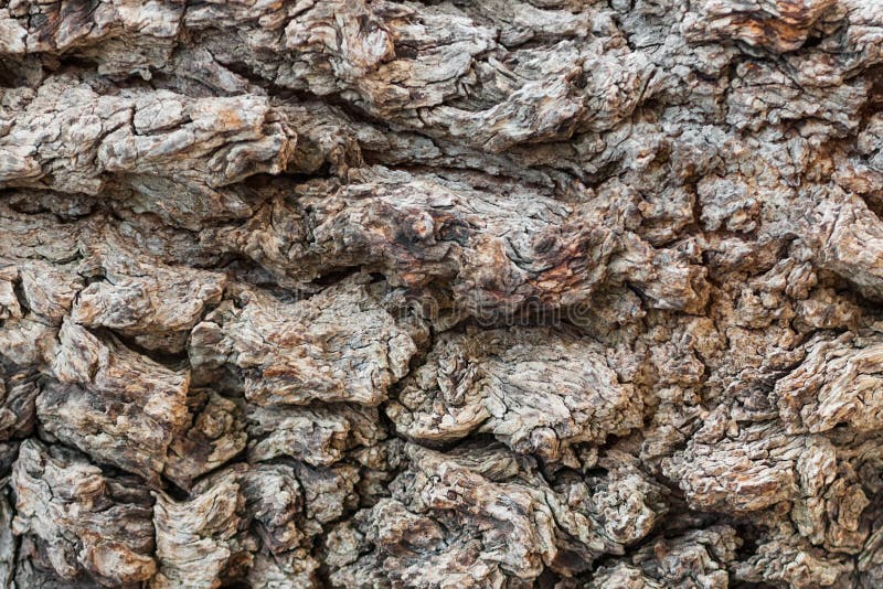 Texture Millennial the Bark Pistachio Tree Stock Image Image of detail, timber 43766789