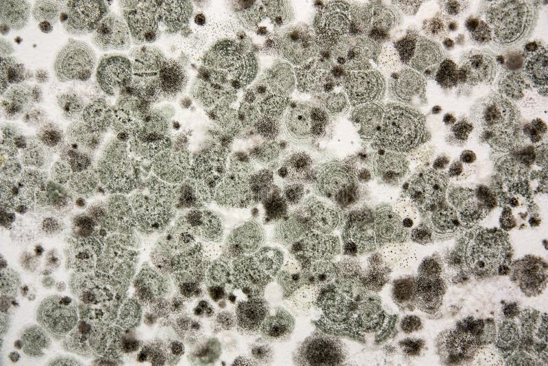 The Texture Of The Mold Shot Closeup Stock Image Image of macro