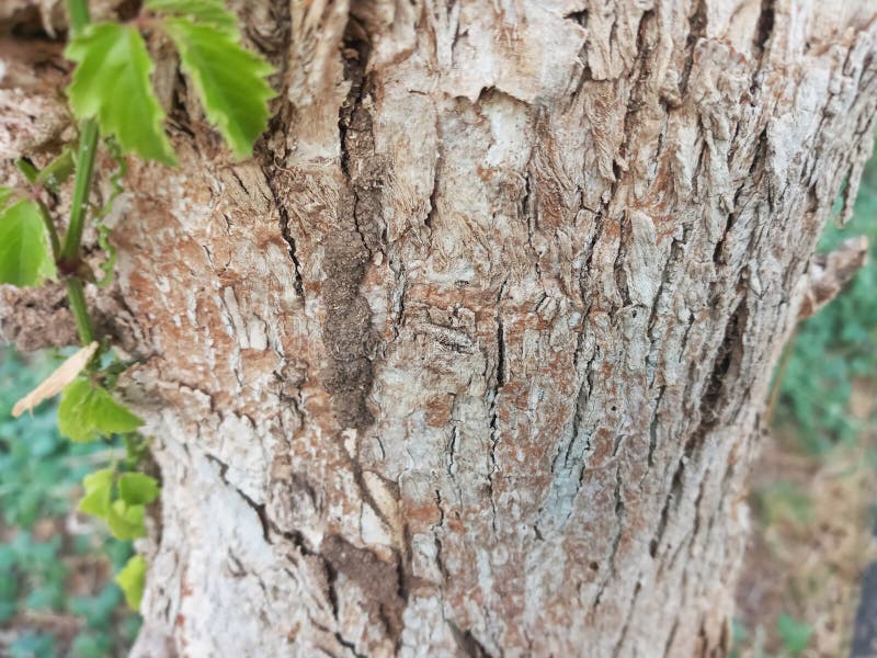 Texture of Moringa Tree Trunk, Suitable for Background Use royalty free stock photography