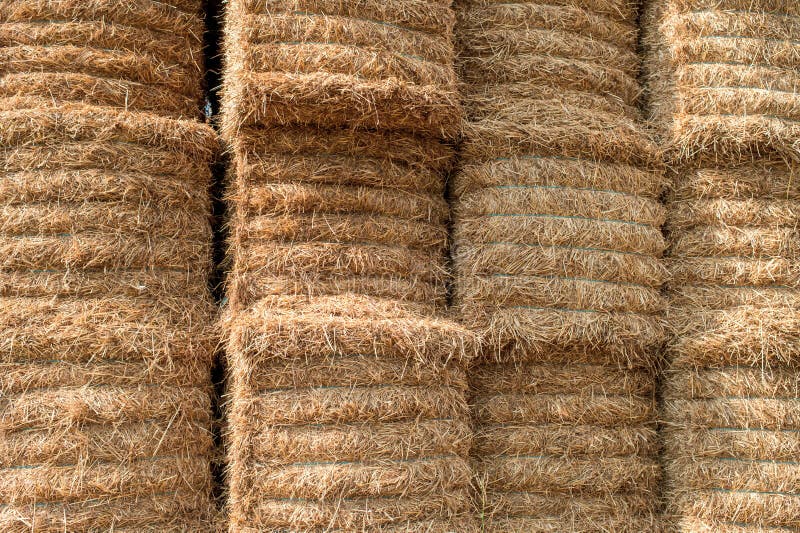 Texture of mown hay stock image. Image of blades, barley - 126211159