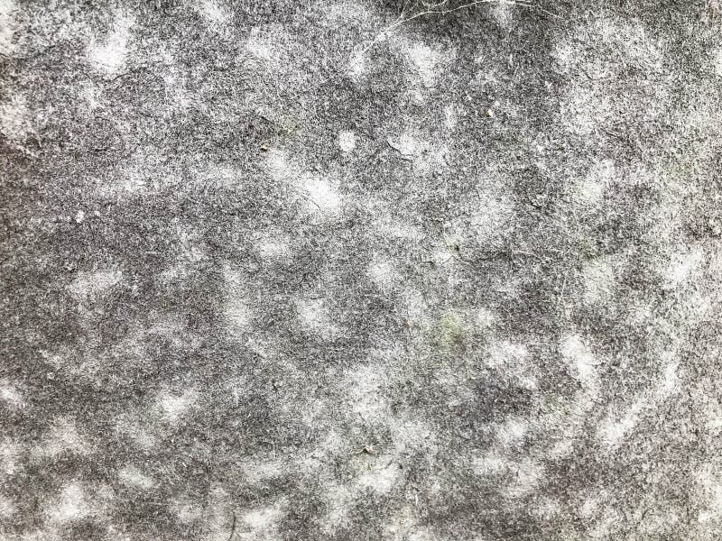 Texture, Natural Background. Blackgreen Mold, Moss. New Organisms Grow