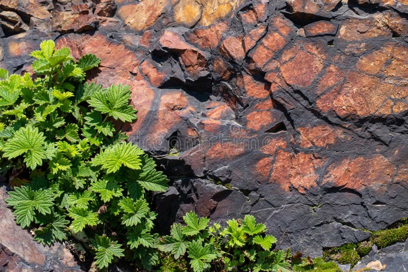 Texture of the natural rock with green leafs close up stock photo Texture of the natural rock with green leafs close up stock photo