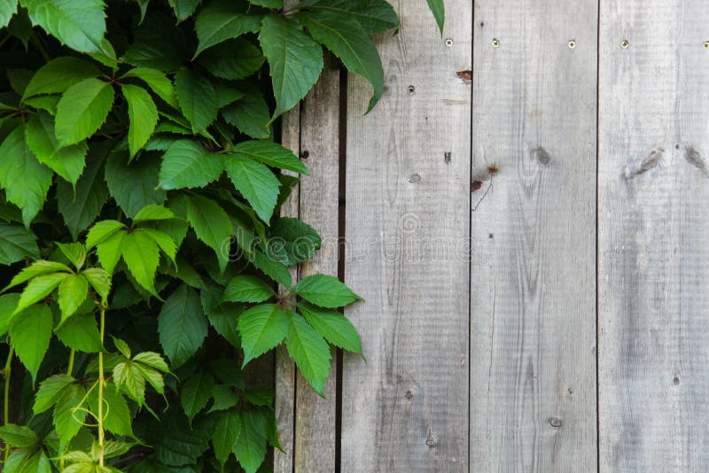 Texture of Natural Wood and Green Leaves Stock Photo Image of texture