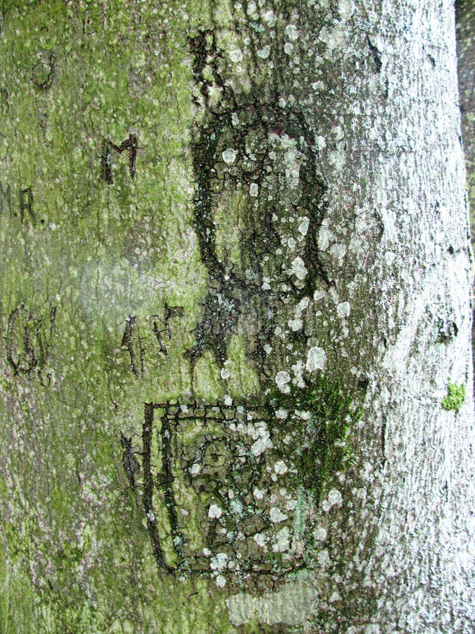 Texture naturelle intéressante - écorce de vieux bois avec de la mousse et les lettres gravées photo stock Texture naturelle intéressante - écorce de vieux bois avec de la mousse et les lettres gravées photo stock