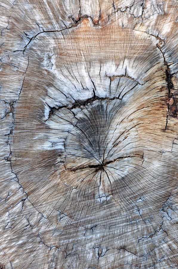 Texture of old cork oak