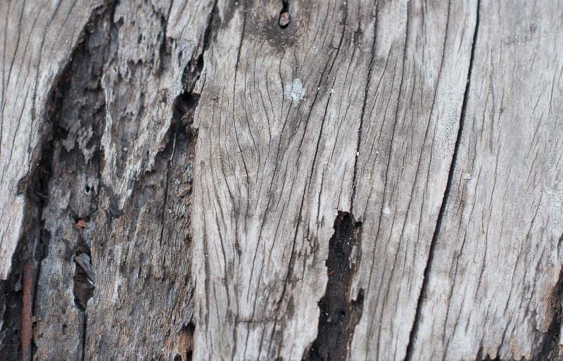 Texture of old teak wood stock image. Image of interior 66030333