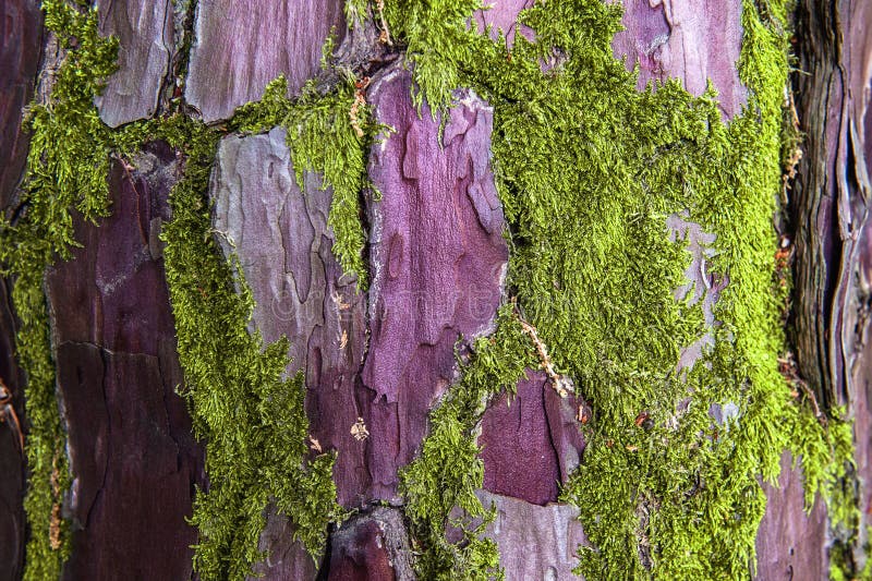 Texture of old wrinkled leathery wood. The tree bark is damaged by green moss bushes. Floral two-tone texture. Selective focus