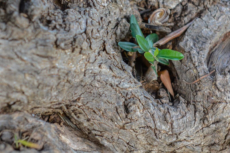 362 Olive Shoots Stock Photos Free & RoyaltyFree Stock Photos from
