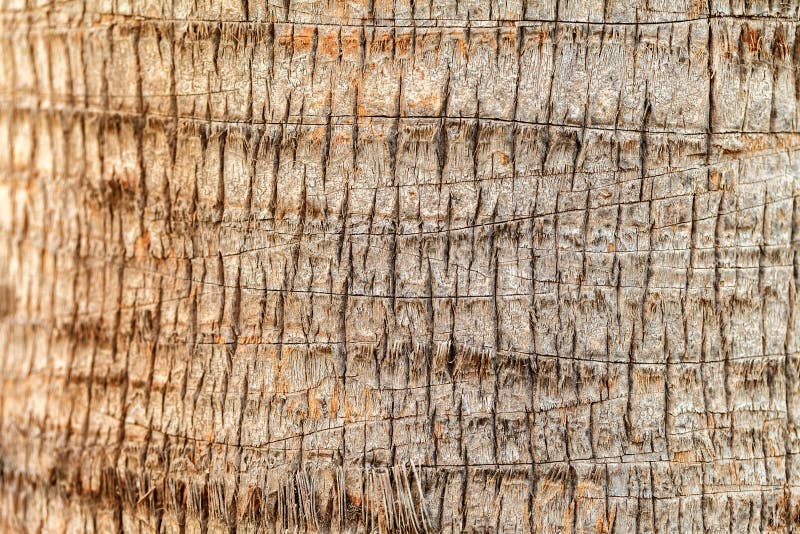 Texture of Palm Tree Bark. Natural Background Stock Photo Image of
