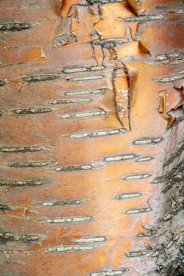 Texture, pattern. Bark of tree. the intensity of its tone relative to the background. halftones and highlights are shown by simple tonal planes. a rigid vertical frame of a tree is illustrated