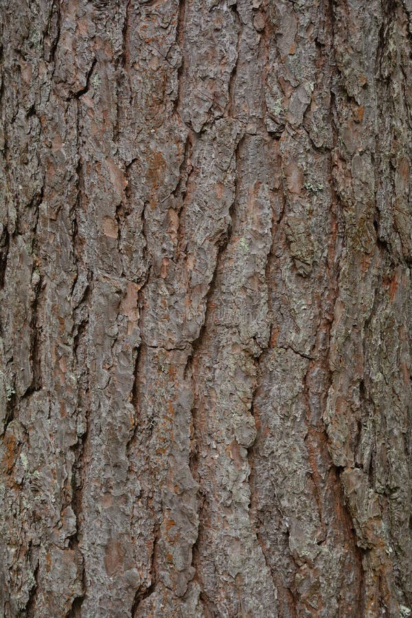 Texture of the Pine Bark, Aged Stock Image Image of natural, material 115519175