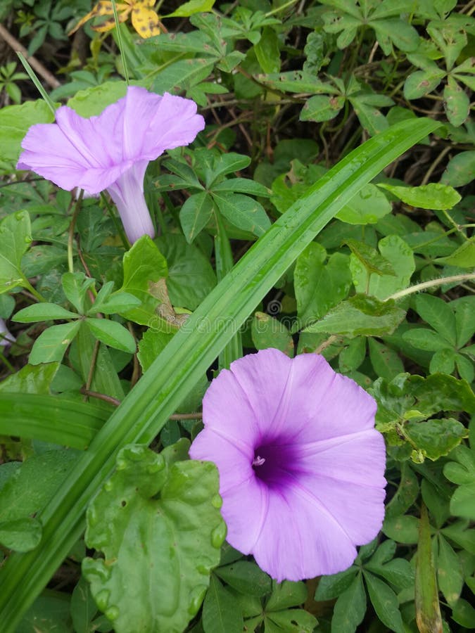 Texture of Purple Trumpet Flowers and Green Leaves that Grow Wild in ...