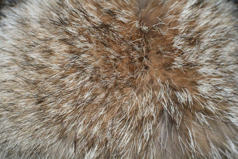 Texture of raccoon fur