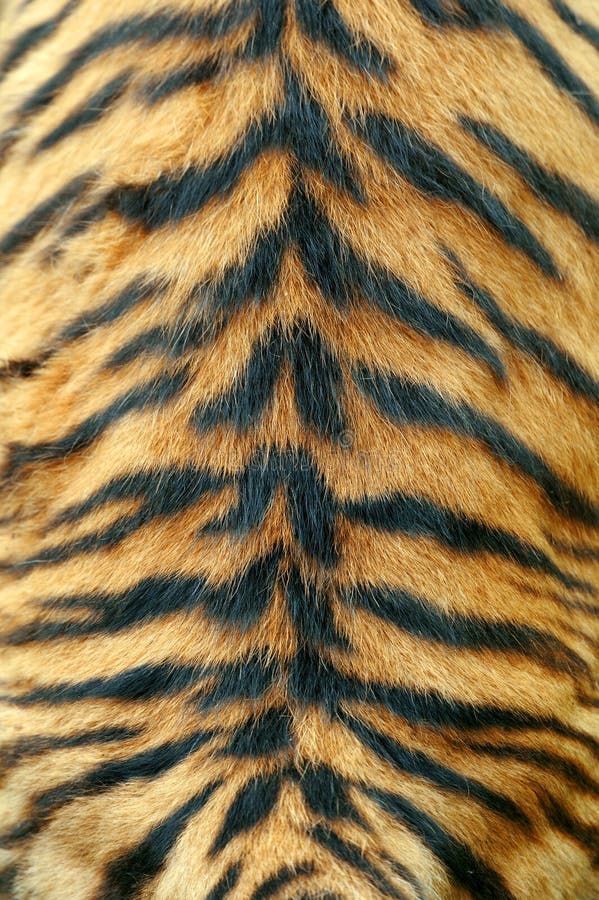 Texture of real tiger skin stock image. Image of jungle - 63587803