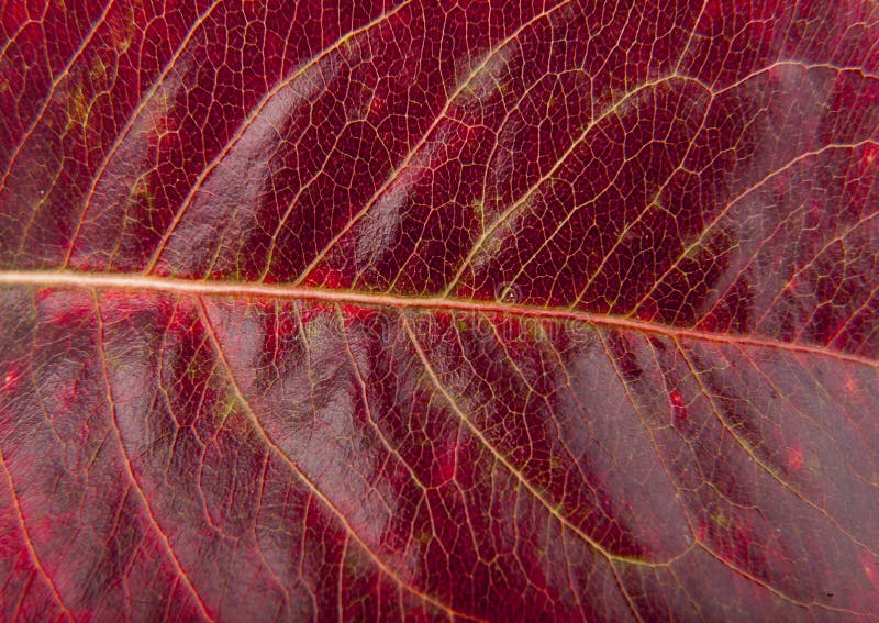 Texture of a red leaf