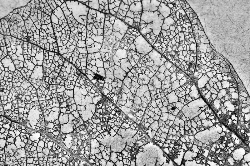 Texture with rotten leaves with fibers from a leaf stock photos Texture with rotten leaves with fibers from a leaf stock photos