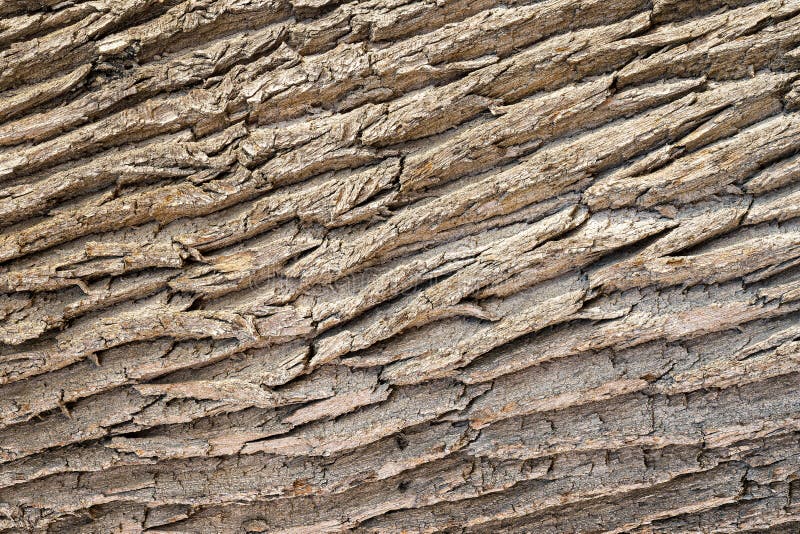 The texture of the rough bark of an old oak tree. Abstract background.