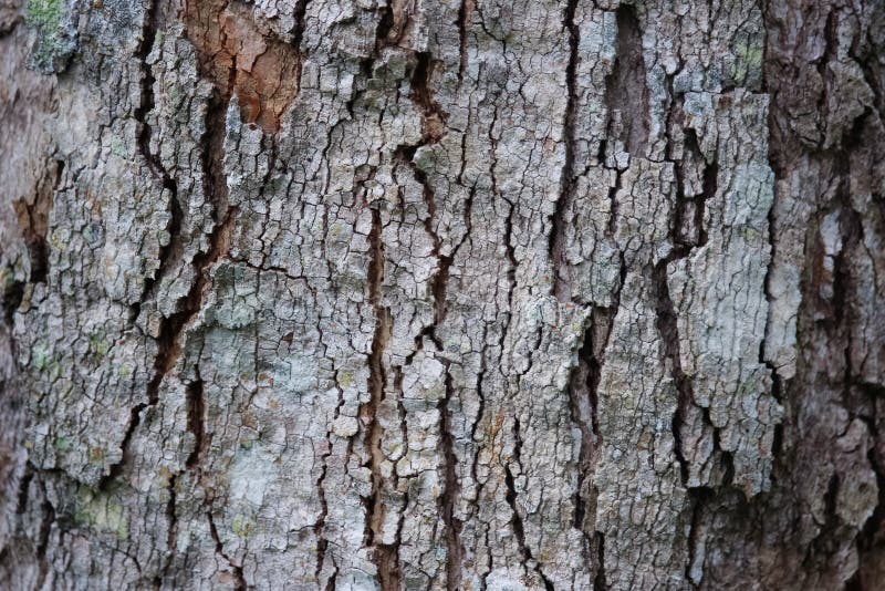 Texture rubber tree. stock photos