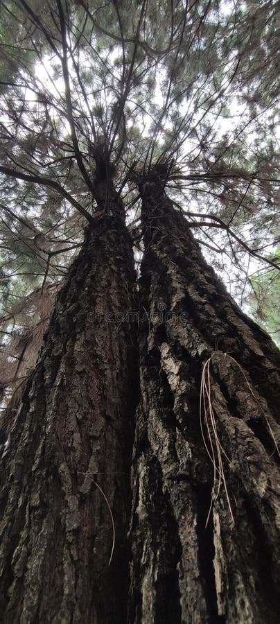 Texture rubber tree trunk in thr forest royalty free stock photos