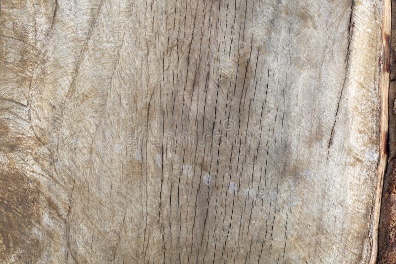 Texture of Samanea Saman Tree Stock Image - Image of texture, samanea