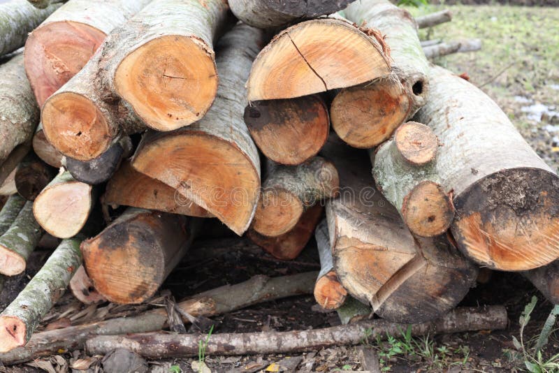 Texture of Samanea Saman Tree Stock Image - Image of pattern, black