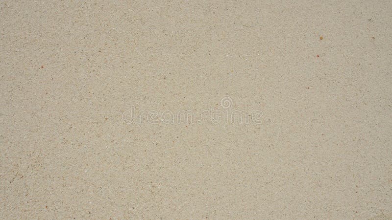 Texture of nature sea shell pattern on a sand beach background. Bivalve shell stock images, royalty-free photos and pictures