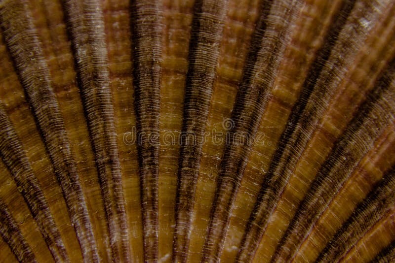 Texture of the Scallop Shell Stock Photo Image of macro, object