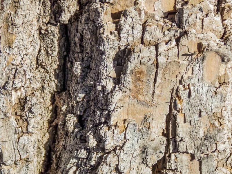 Macro Texture of Tree Bark in the Sun