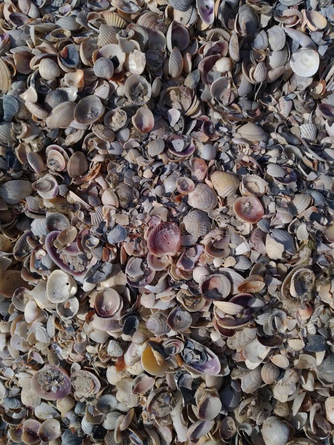 Texture Of Small Shells Covering The Beach Stock Image Image Of