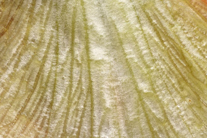 Texture and Structure of Fresh Lettuce Leaf, Closeup, Macro Stock